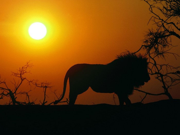 Lion silhouetted against a sunset