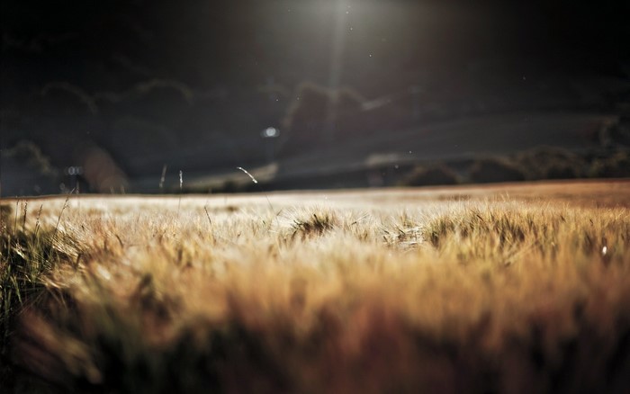 Field of wheat under dark sky with sun rays