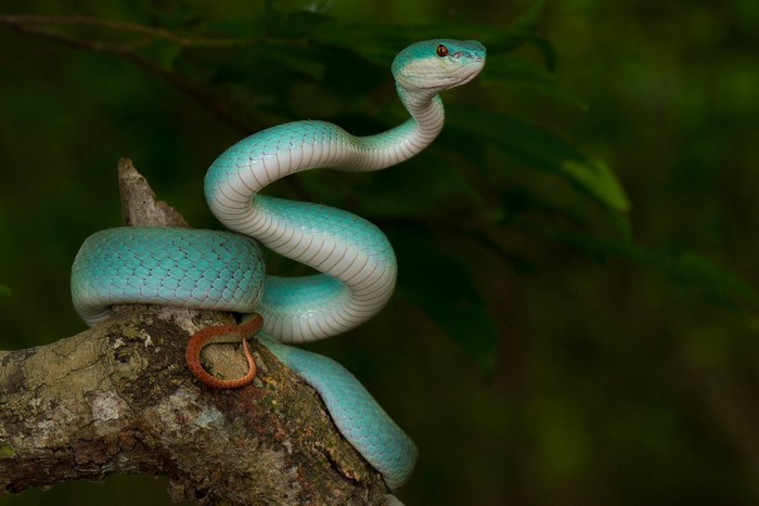 Blue viper snake coiled on a tree branch