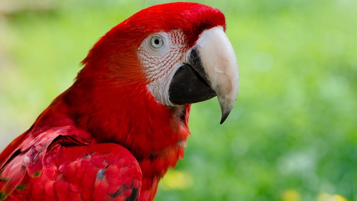 Close-up of a red macaw parrot