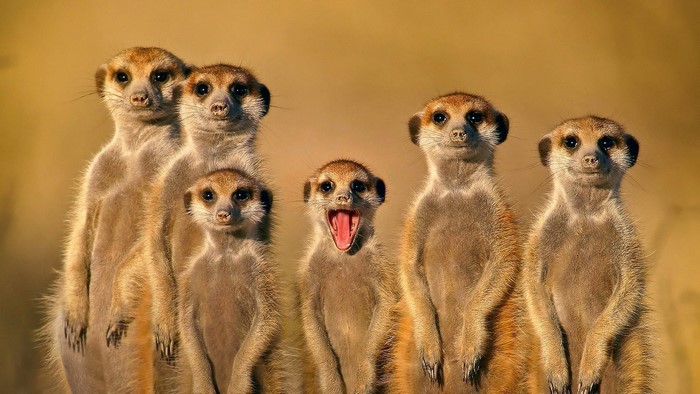 Group of meerkats standing together