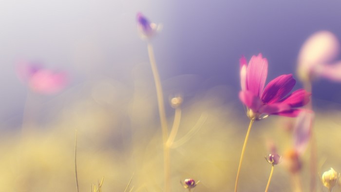Purple flowers in a soft focus field
