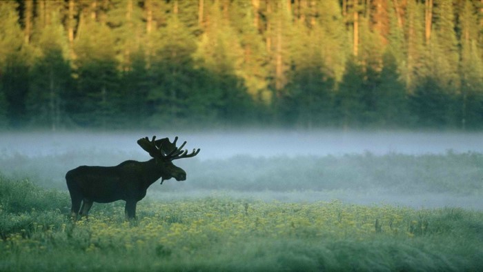 Moose in a misty forest meadow