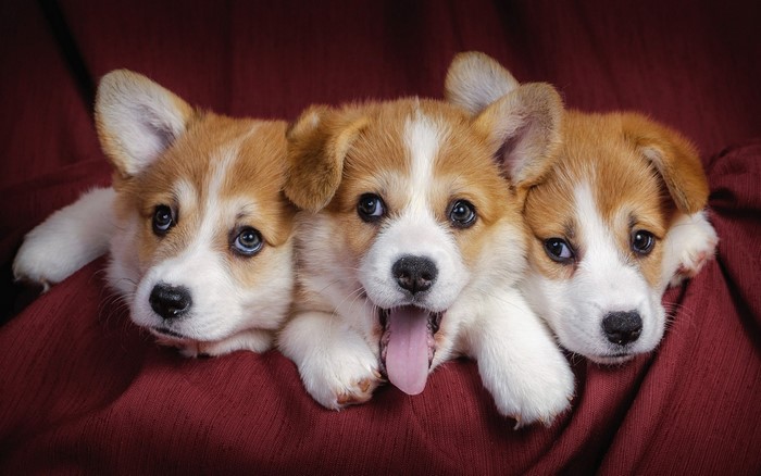 Three adorable Pembroke Welsh Corgi puppies on a red cloth