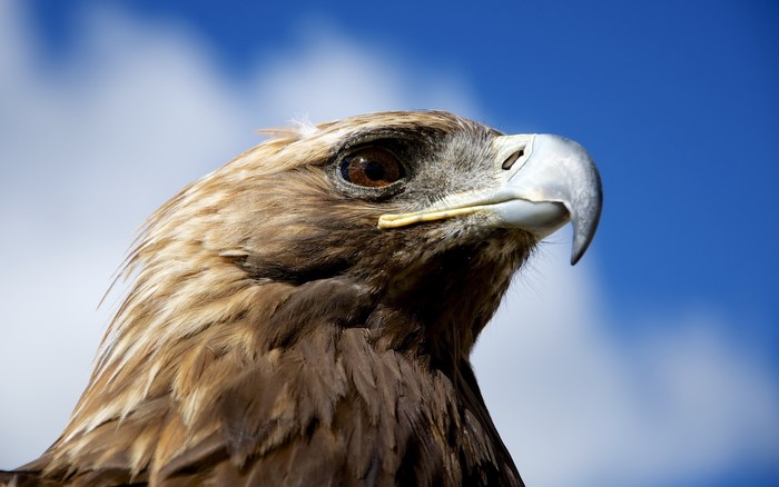 Golden eagle close-up against blue sky
