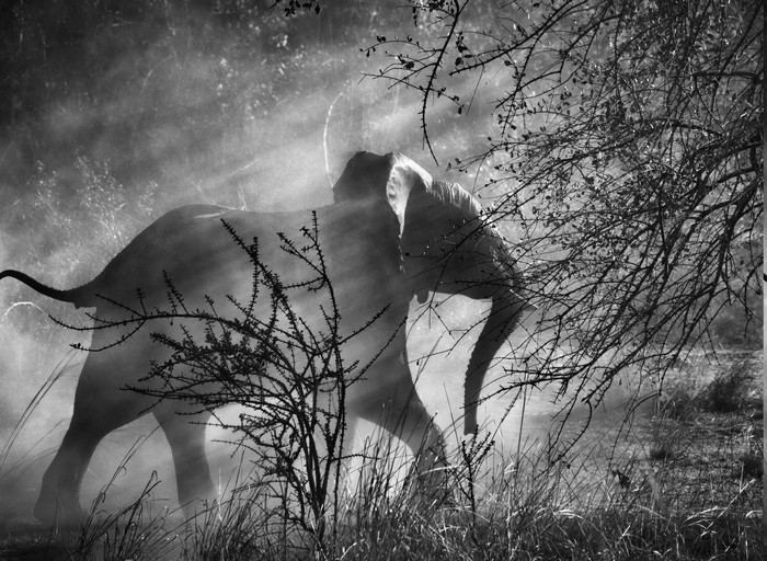 Elephant walking through dust and trees in monochrome