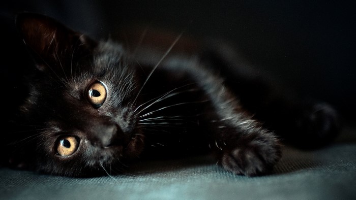 Curious Black Cat with Golden Eyes