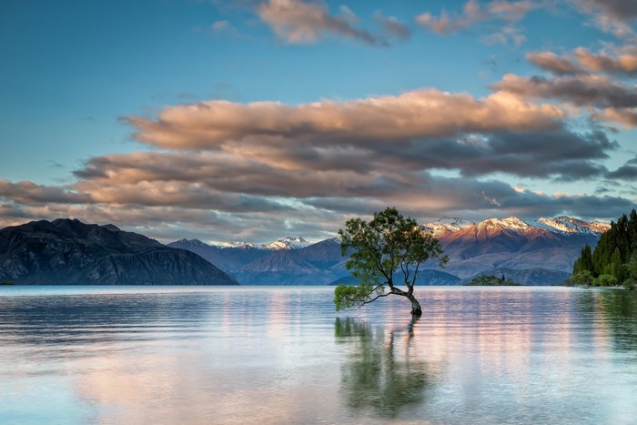 Lake Wanaka with Lone Tree and Snowy Mountains