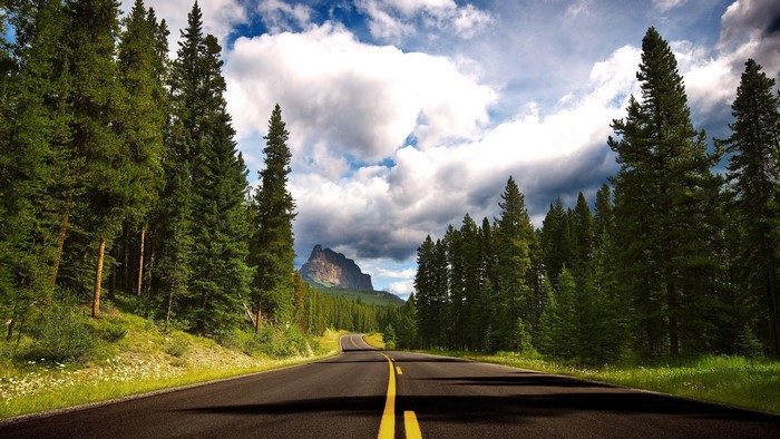 Road through a pine forest with mountains