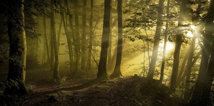 Sunbeams filtering through a misty forest