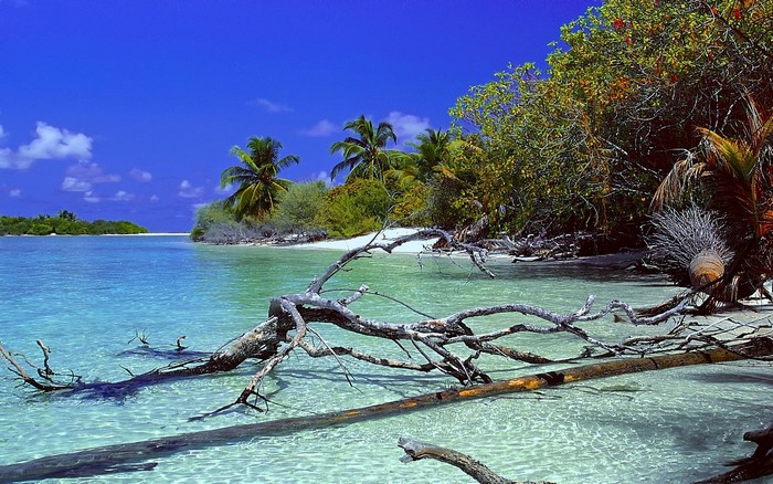 Tropical island beach with dead trees and clear blue water