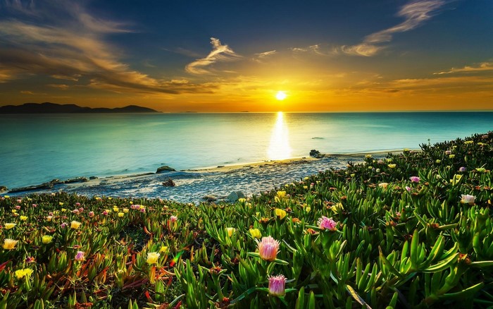 Sunset over the ocean with flowers on the coast
