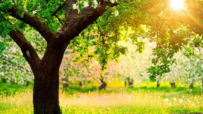Sunlight filtering through trees in a blooming orchard