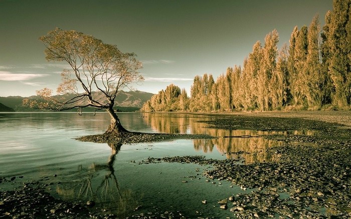 Lone tree in a lake with mountains and forest