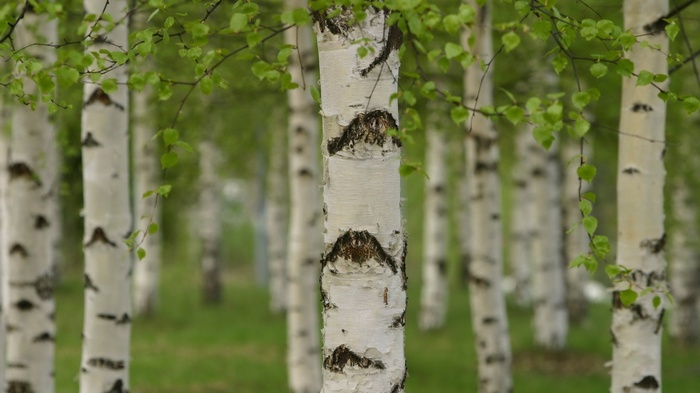 Birch trees with green leaves in a forest