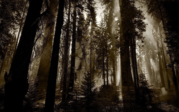 Sun rays filtering through a dark forest