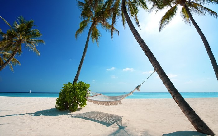 Hammock between palm trees on a tropical beach
