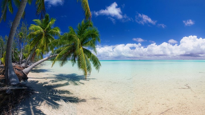Tropical beach with palm trees and clear ocean water