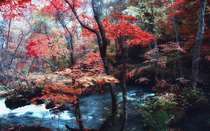 Autumn forest with red maple leaves and a river