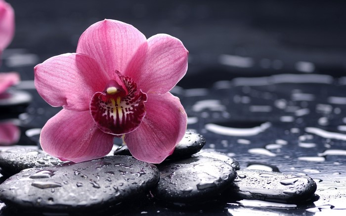 Delicate Purple Orchid on Wet Pebbles