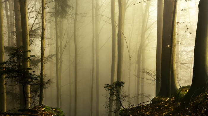 Misty forest with tall trees and fog