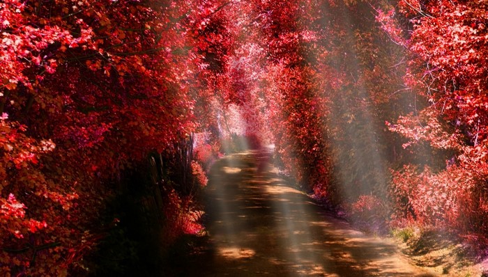 Sun rays through red autumn trees onto a path