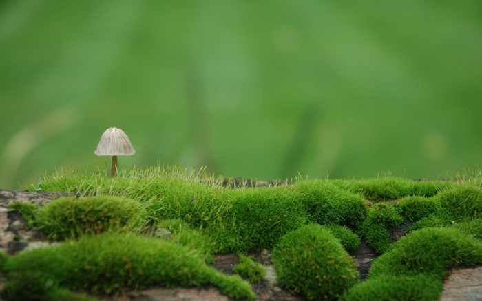 Mushroom on mossy ground with blurred green background