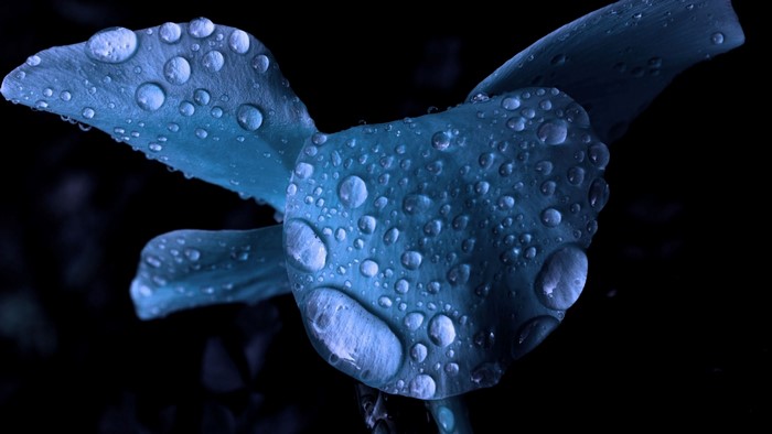 Close-up of blue flower petals with water droplets