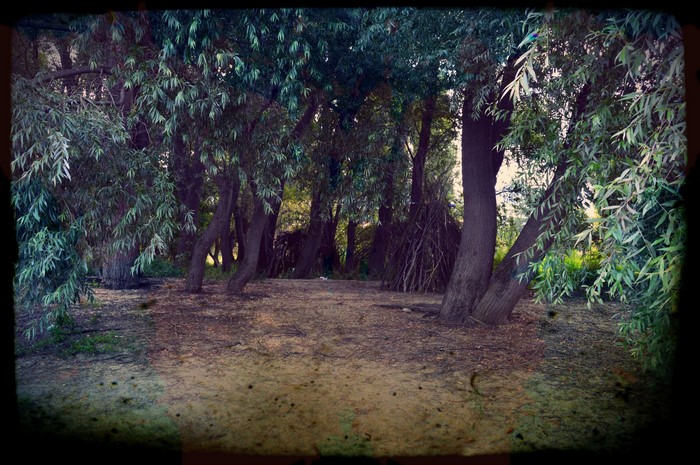 Mysterious Forest Path Through Ancient Trees