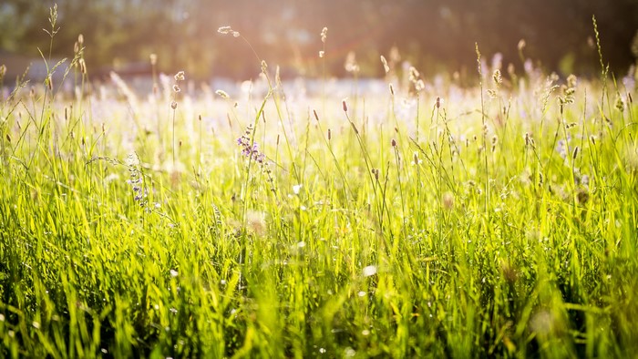 Sunlit Meadow with Wildflowers