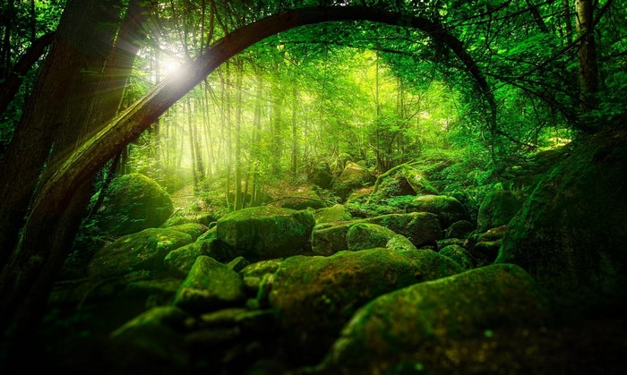 Sunlight filtering through a mossy forest with large stones