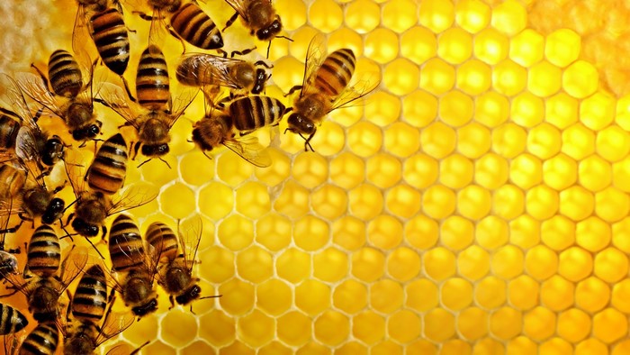 Bees on a honeycomb pattern
