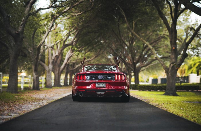 Red Ford Mustang GT with Antlers on Tree Lined Road