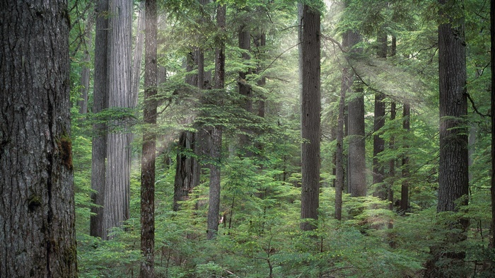 Sunlight filtering through a dense forest of tall trees