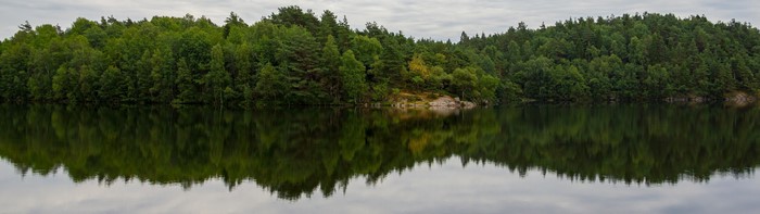 Forest reflecting in a lake