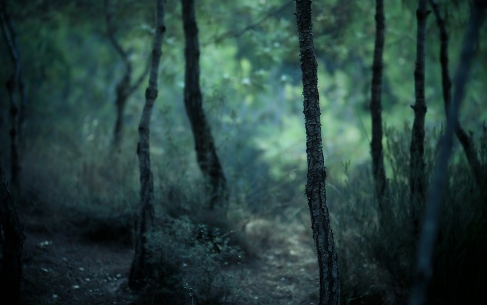 Blurred forest with trees and foliage