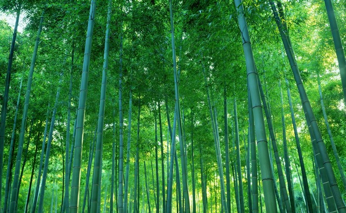 Bamboo forest with sunlight filtering through leaves