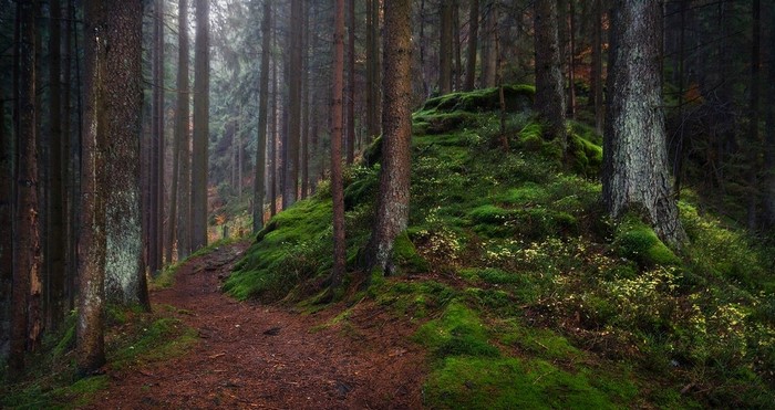 Path through a dark, mossy forest in Germany