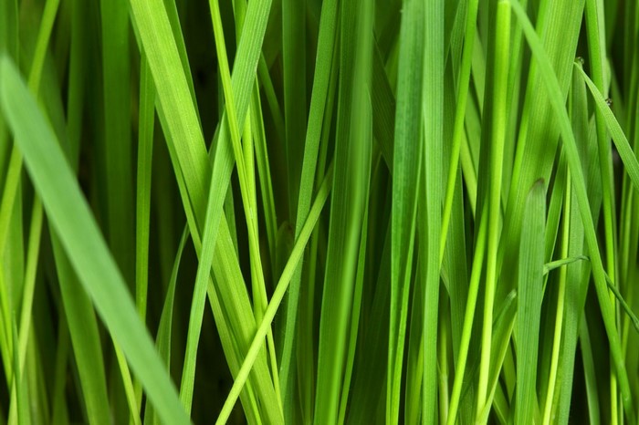 Close-up of green grass blades