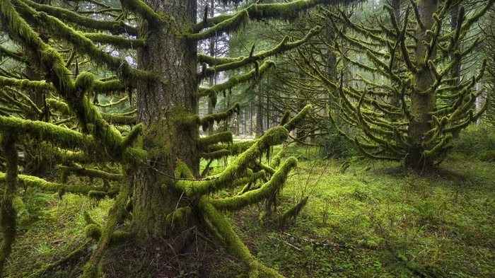 Moss-covered trees in a forest