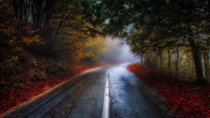 Road through a misty forest with fall leaves