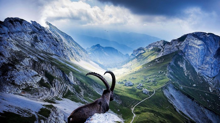 Ibex on a mountain ridge in Switzerland