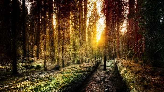 Forest with sunset filtering through trees