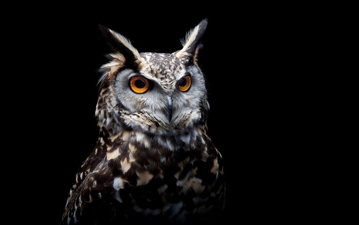 Close-up of an owl with orange eyes against a black background