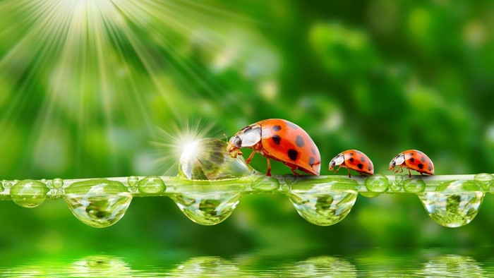 Ladybugs on a dew-covered blade of grass