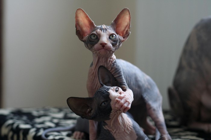 Two Sphynx cats interacting