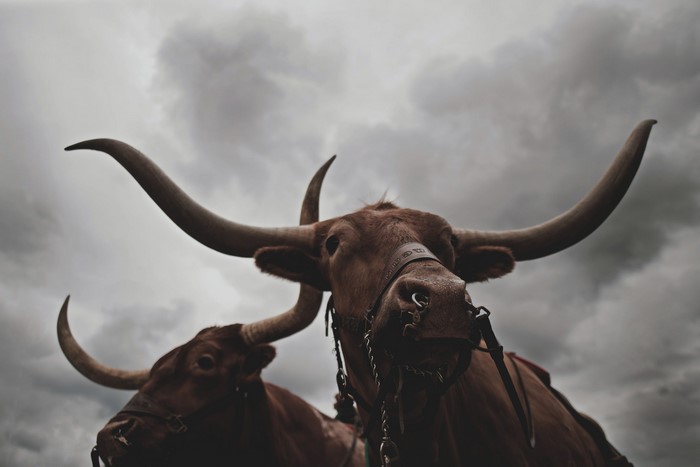 Two Texas Longhorn bulls with large horns under a cloudy sky