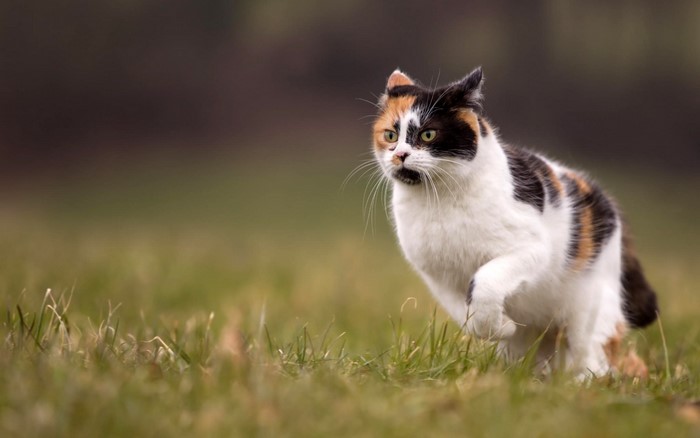 Calico cat running on grass with shallow depth of field