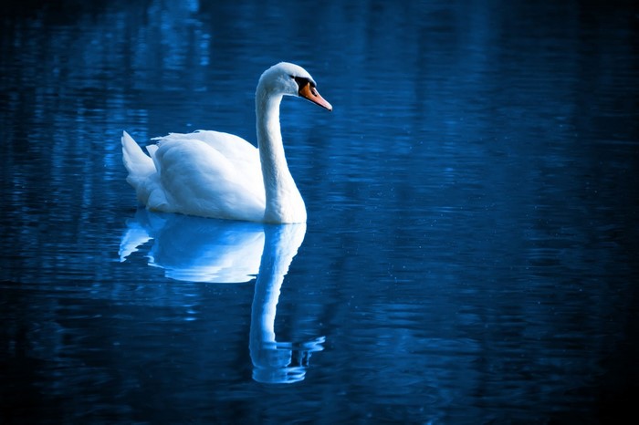 Elegant White Swan Gliding on Calm Blue Lake