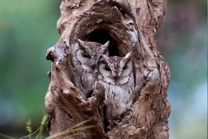 Two owls nesting in a tree hollow